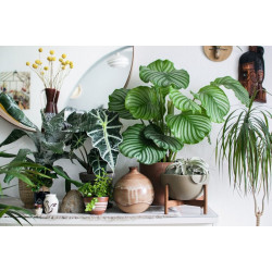 Combined Indoor Plants