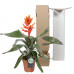 Aechmea Pepita Elegant Flames single