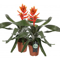 Aechmea Pepita Elegant Flames double