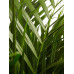 Goudpalm