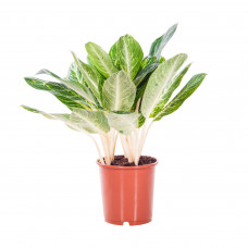 Aglaonema Key Lime