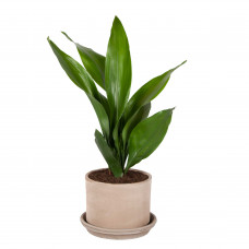 Aspidistra met pot