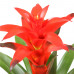 Guzmania Calypso double