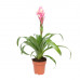 Guzmania Candy single