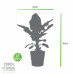 Bananenplant in Elho® Greenville pot