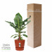 Bananenplant in Elho® Greenville pot