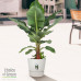 Bananenplant in Elho® Greenville pot