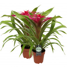 Guzmania Deseo Pink double