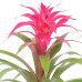 Guzmania Deseo Pink double