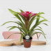 Guzmania Deseo Pink double