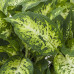 Dieffenbachia Compacta