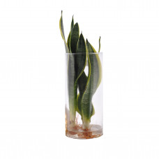 Sanseveria in Cylinderglas