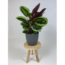 Calathea Medaillon met ElhoBrussels 30 antraciet