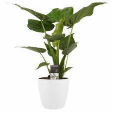 Decorum Alocasia Cucullata - Elho brussels white 