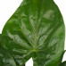 Decorum Alocasia Cucullata - Elho brussels white 