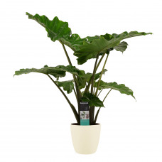 Decorum Alocasia Portodora - Elho brussels soap 