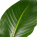 Decorum Strelitzia Nicolai - Elho brussels black 