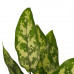 Decorum Combi 1 x Aglaonema Maria 1x Aglaonema Crete met Anna grey