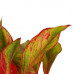 Decorum Combi 1 x Aglaonema Maria 1x Aglaonema Crete met Anna white