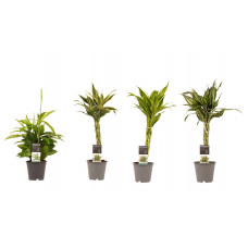 Decorum Combi 1 x Dracaena Surculosa 1 x Dracaena Sandriana white 1 x Dracaena Sandriana victory 1 x Dracaena Sandriana gold