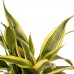 Decorum Combi 1 x Dracaena Surculosa 1 x Dracaena Sandriana white 1 x Dracaena Sandriana victory 1 x Dracaena Sandriana gold met Anna grey