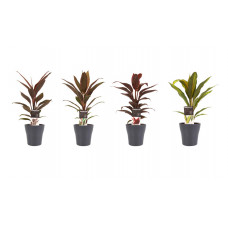 Decorum Combi 1x Cordyline Tango 1x Cordyline Rumba 1x Cordyline Mambo 1x Cordyline Kiwi met Anna grey