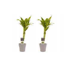 Decorum Duo 2 x Dracaena Sandriana gold met Anna taupe