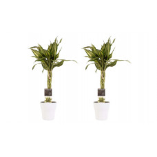 Decorum Duo 2 x Dracaena Sandriana victory met Anna white