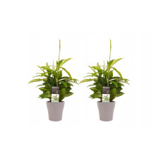 Decorum Duo 2 x Dracaena Surculosa met Anna taupe