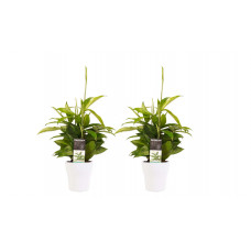 Decorum Duo 2 x Dracaena Surculosa met Anna white