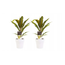 Decorum Duo 2x Cordyline Kiwi met Anna white