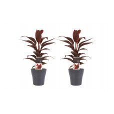 Decorum Duo 2x Cordyline Mambo met Anna grey