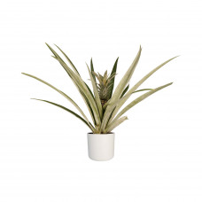 Decorum Ananas Champaca met Elho B.for soft white