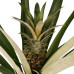 Decorum Ananas Champaca met Elho B.for soft white