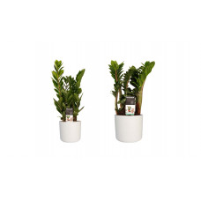 Decorum Combi 1 x Zamio Zenzi 1 x Zamio Culcas met Elho B.for soft white