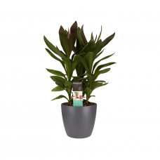 Decorum Cordyline Glauca met Elho brussels antracite