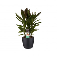 Decorum Cordyline Glauca met Elho brussels living black