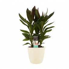 Decorum Cordyline Glauca met Elho brussels soap