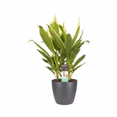 Decorum Cordyline new Conga met Elho brussels antracite