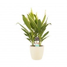 Decorum Cordyline new Conga met Elho brussels soap