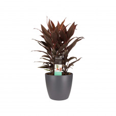 Decorum Cordyline Tango Toef met Elho brussels antracite