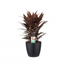 Decorum Cordyline Tango Toef met Elho brussels living black