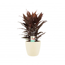 Decorum Cordyline Tango Toef met Elho brussels soap