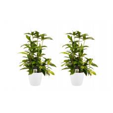 Decorum Duo 2x Dracaena Surculosa met Elho brussels white