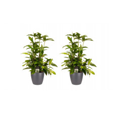 Decorum Duo 2x Dracaena Surculosaet Elho brussels antracite