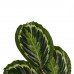 Decorum Calathea Medaillon met Elho brussels antracite