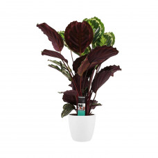 Decorum Calathea Medaillon met Elho brussels white