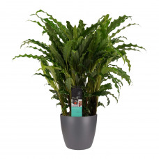 Decorum Calathea Bluegrass met Elho brussels antracite