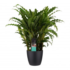 Decorum Calathea Bluegrass met Elho brussels living black