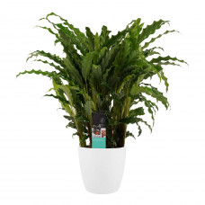 Decorum Calathea Bluegrass met Elho brussels white